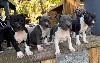  - Chiots disponibles 