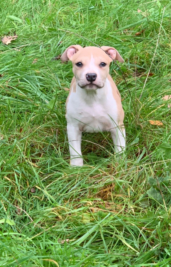Of Silver Mills - Chiot disponible  - American Staffordshire Terrier