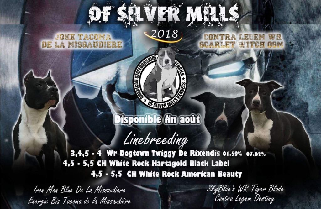 Of Silver Mills - American Staffordshire Terrier - Portée née le 25/06/2018