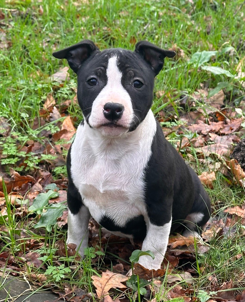 Of Silver Mills - Chiot disponible  - American Staffordshire Terrier