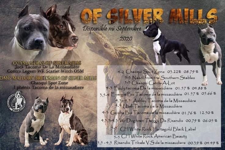 Of Silver Mills - American Staffordshire Terrier - Portée née le 26/04/2021