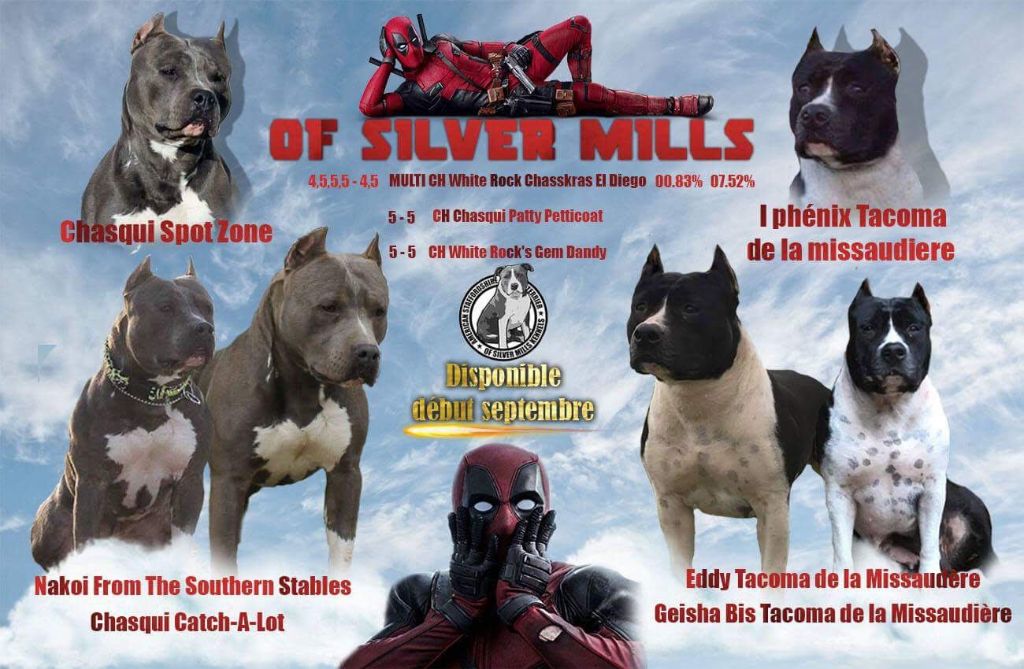 Of Silver Mills - American Staffordshire Terrier - Portée née le 04/07/2018