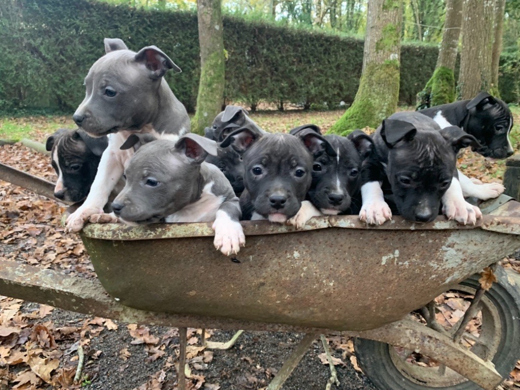 chiot American Staffordshire Terrier Of Silver Mills