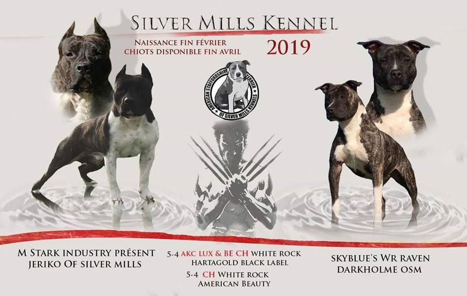 Of Silver Mills - American Staffordshire Terrier - Portée née le 05/03/2019