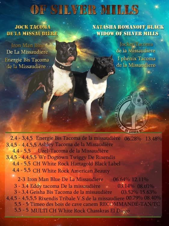Of Silver Mills - American Staffordshire Terrier - Portée née le 19/06/2019