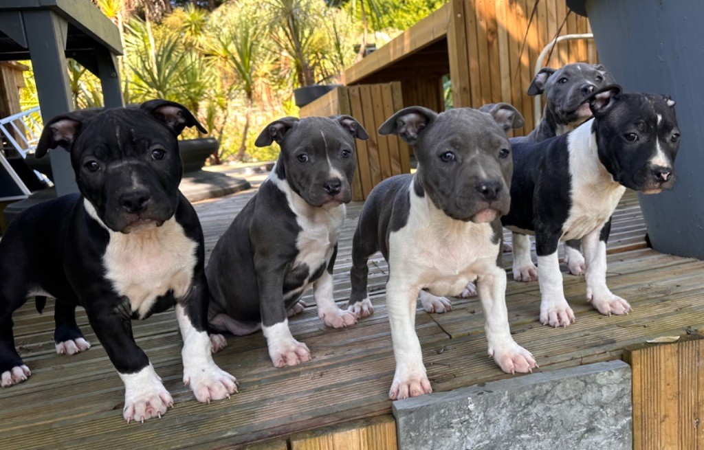 chiot American Staffordshire Terrier Of Silver Mills