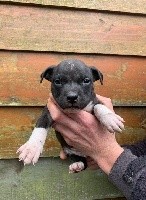 Of Silver Mills - American Staffordshire Terrier - Portée née le 15/01/2020