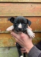 Of Silver Mills - American Staffordshire Terrier - Portée née le 15/01/2020