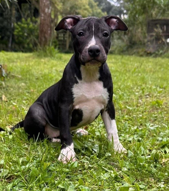 Of Silver Mills - Chiot disponible  - American Staffordshire Terrier