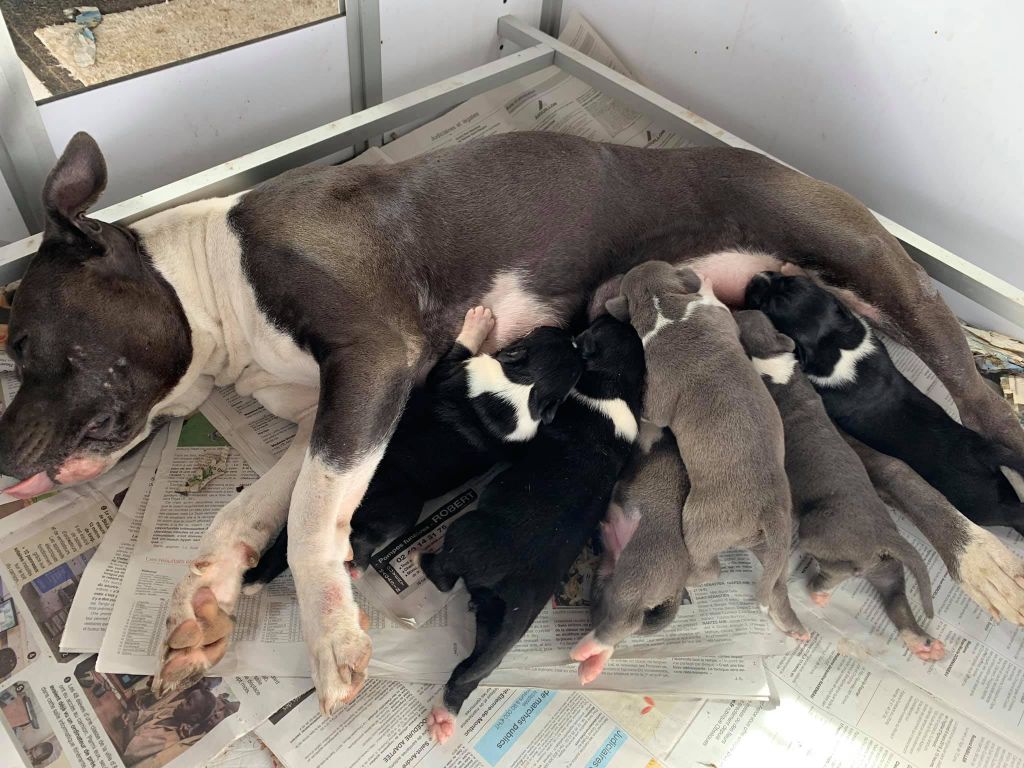 Of Silver Mills - American Staffordshire Terrier - Portée née le 21/09/2019