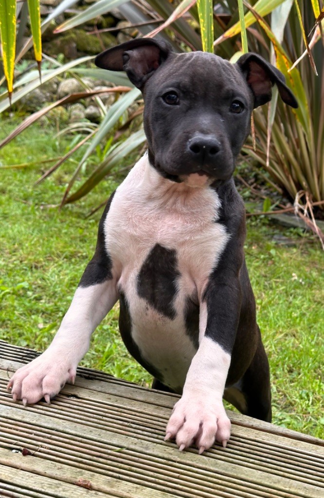 Of Silver Mills - Chiot disponible  - American Staffordshire Terrier