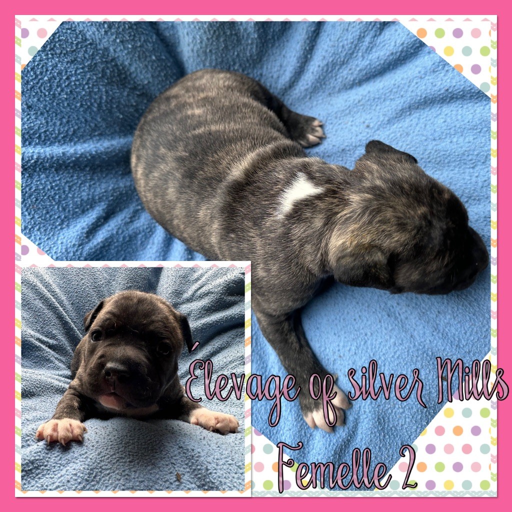 Of Silver Mills - Chiot disponible  - American Staffordshire Terrier