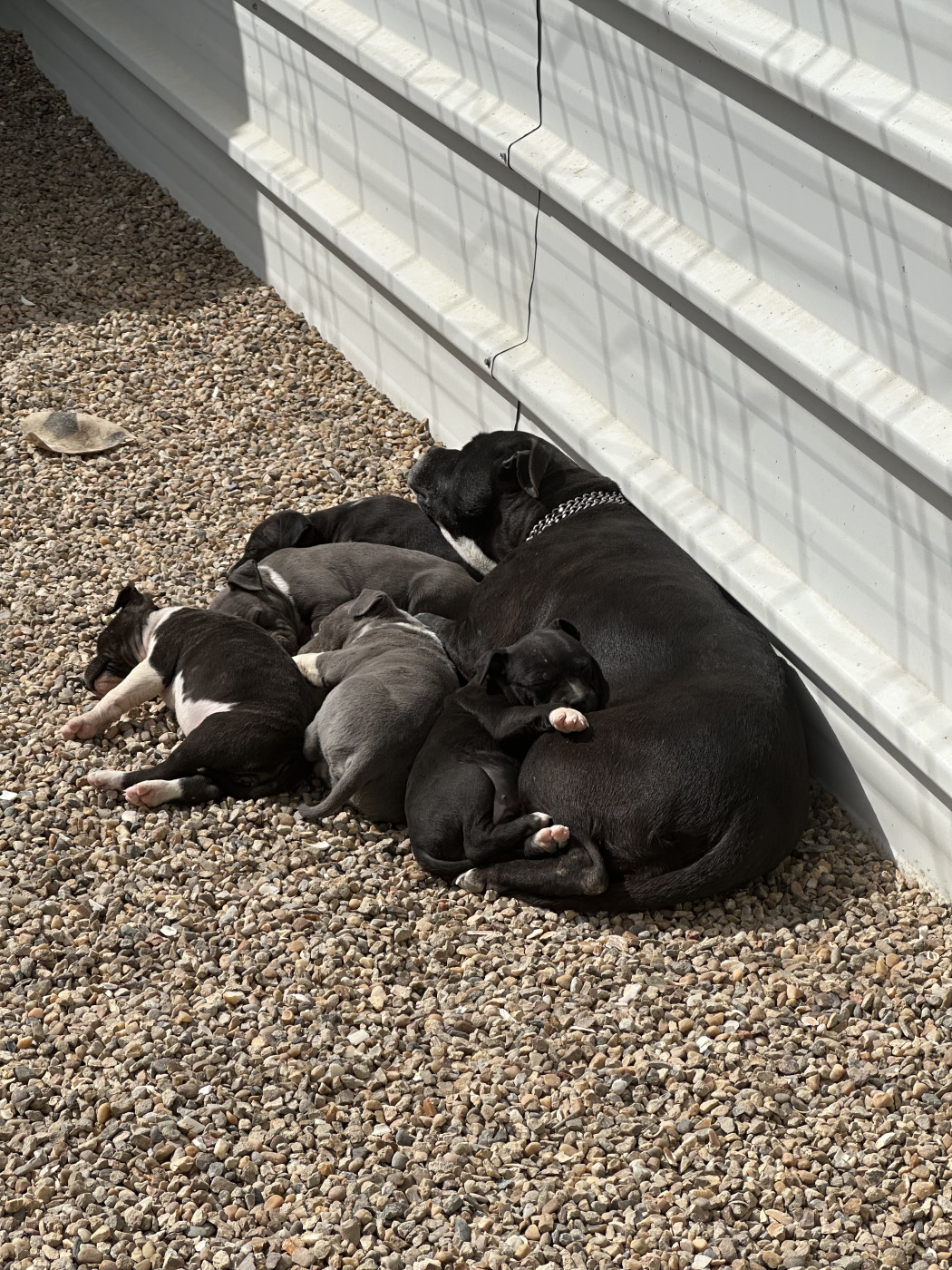 Chiot American Staffordshire Terrier Of Silver Mills