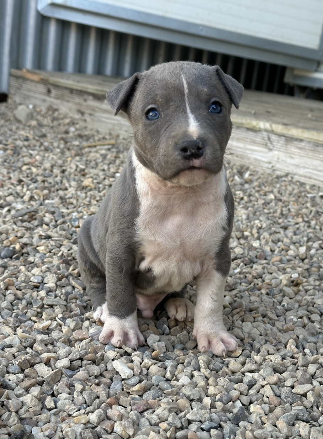 Of Silver Mills - Chiots disponibles - American Staffordshire Terrier