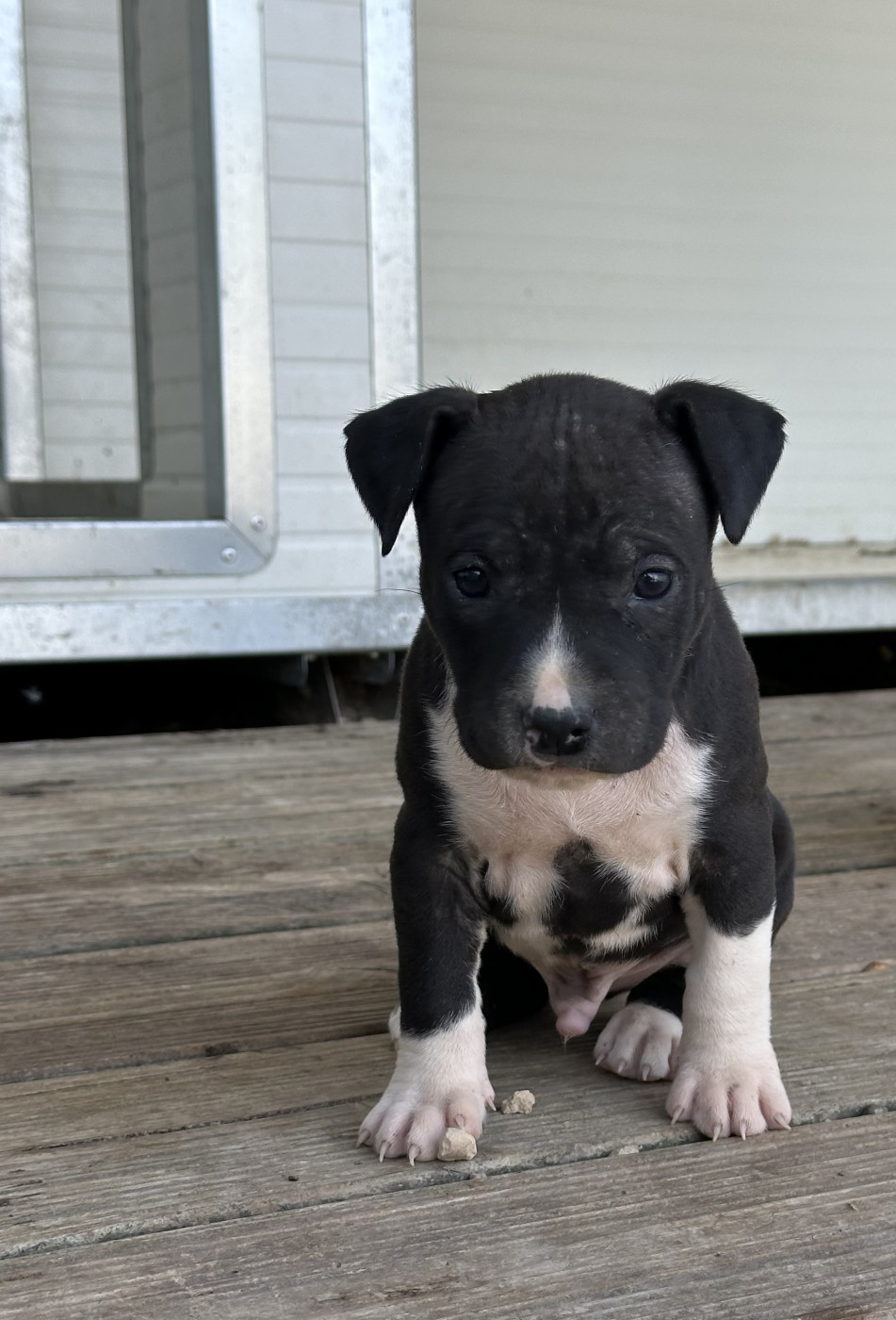 Of Silver Mills - Chiots disponibles - American Staffordshire Terrier