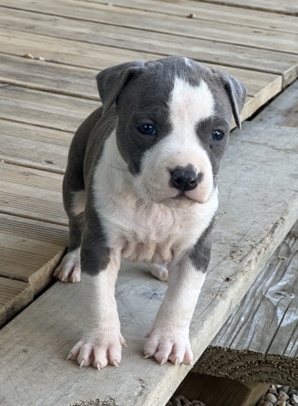 Of Silver Mills - Chiots disponibles - American Staffordshire Terrier