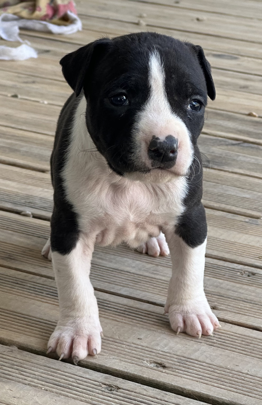 Of Silver Mills - Chiots disponibles - American Staffordshire Terrier