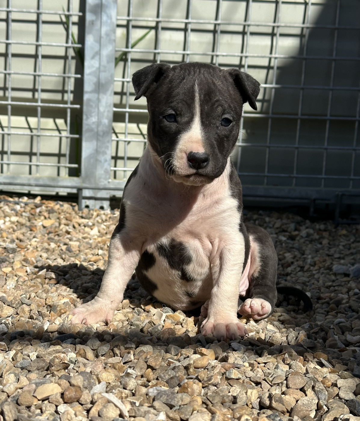 Of Silver Mills - Chiots disponibles - American Staffordshire Terrier