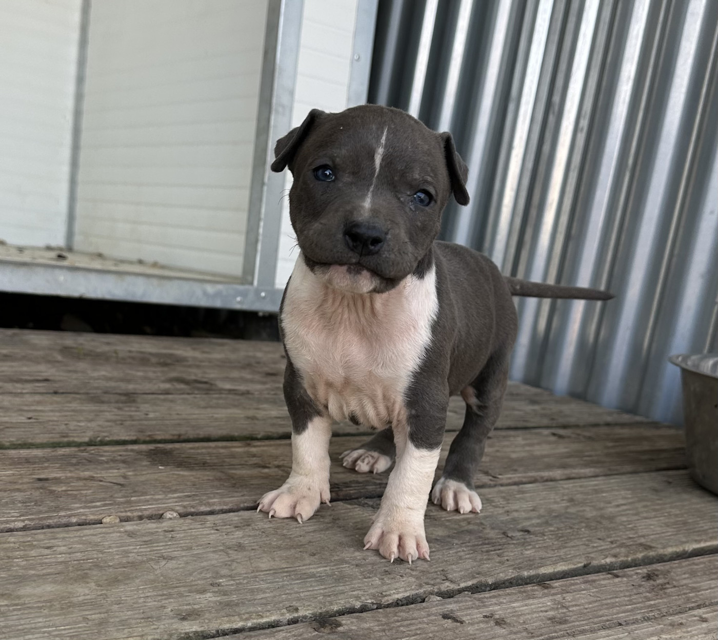 Of Silver Mills - Chiots disponibles - American Staffordshire Terrier