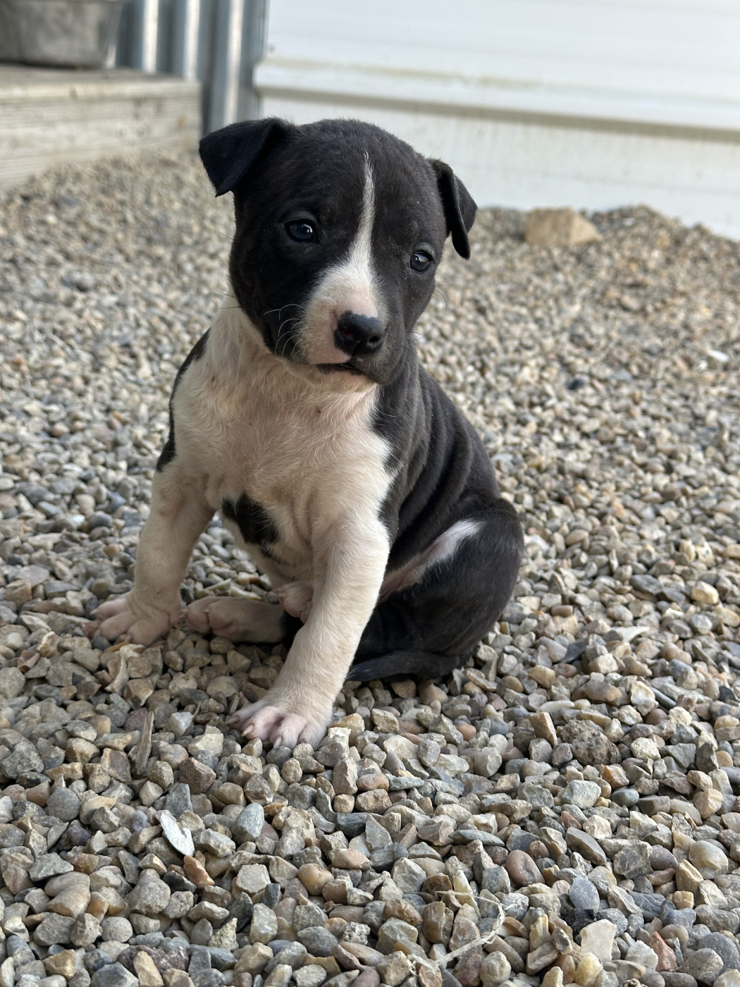 Of Silver Mills - Chiots disponibles - American Staffordshire Terrier