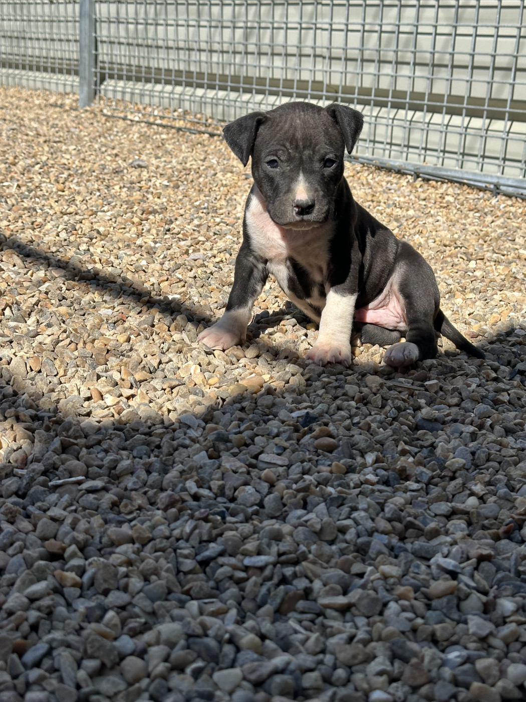 Of Silver Mills - Chiots disponibles - American Staffordshire Terrier