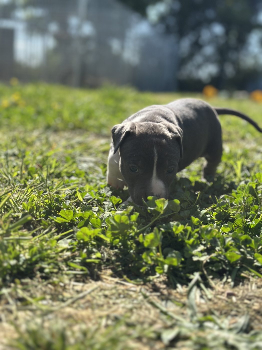 Of Silver Mills - Chiots disponibles - American Staffordshire Terrier