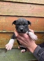 CHIOT