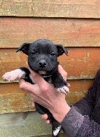 CHIOT